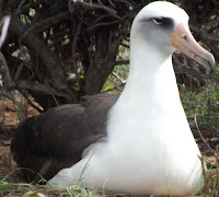 Laysan albatross, Kaena Point, Oahu - by Denise Motard