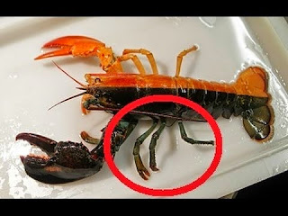 Mengetahui Perbedaan Lobster Jantan dan Betina Dari Bentuk Kakinya