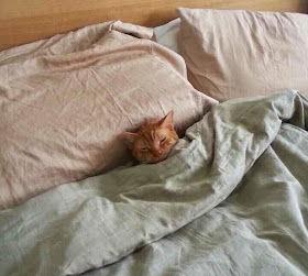 Funny cats - part 96 (40 pics + 10 gifs), cat pictures, cat sleeps in bed