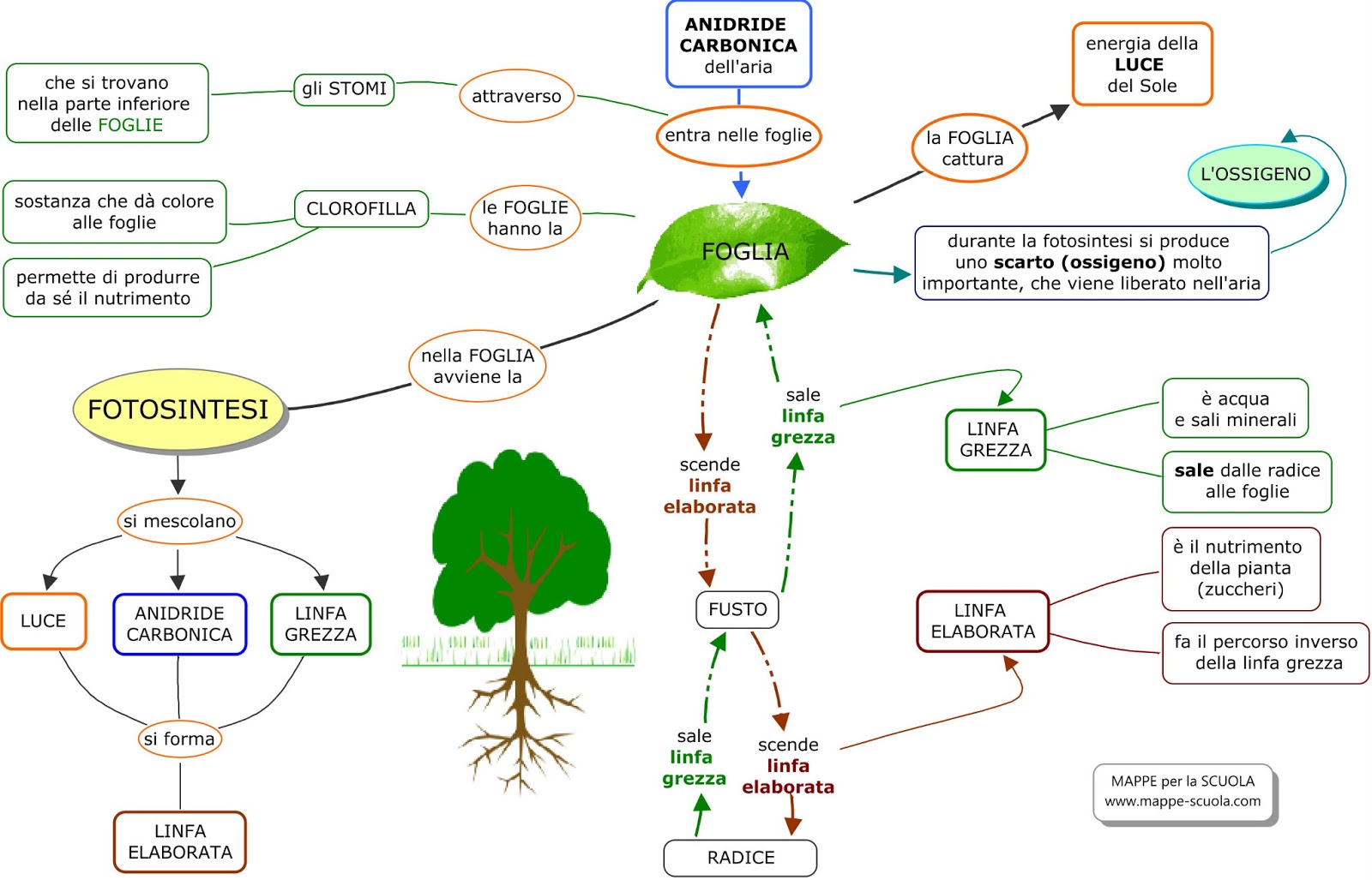 MAPPE SCIENZE – LA CELLULA tipi di cellula biomolecole metabolismo cell mitosi e meiosi respirazione cell e fotosintesi