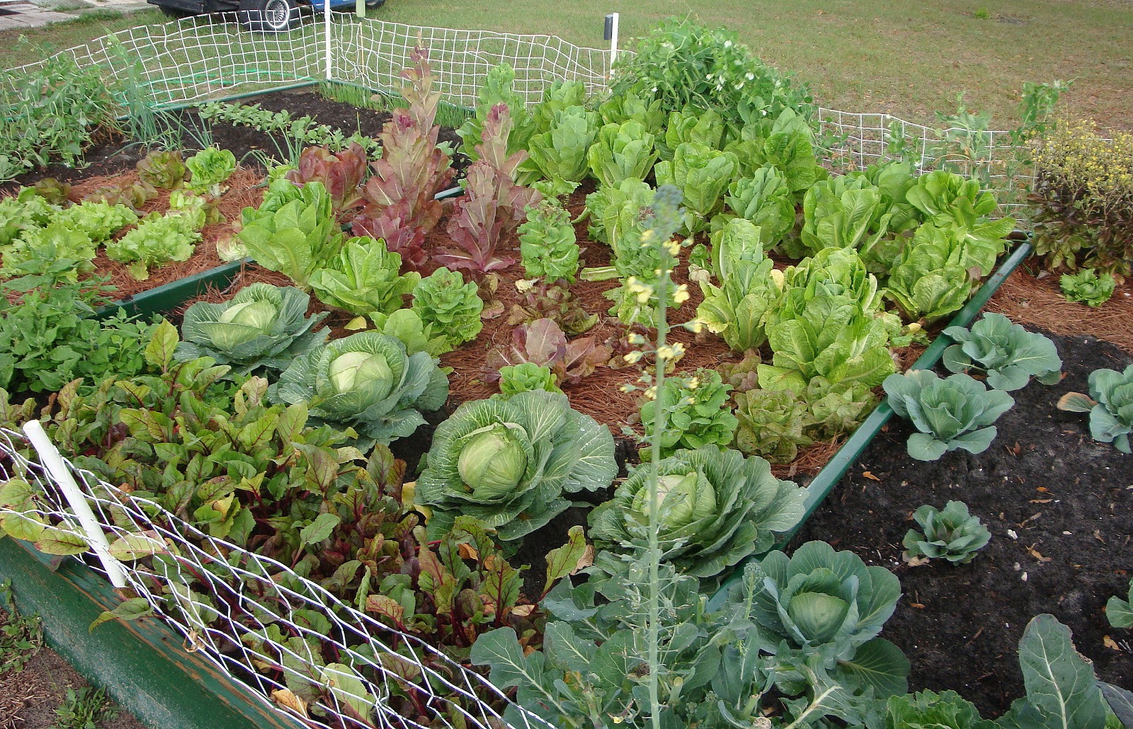 The Garden for Eatin'--for Practical Vegetable Gardening 