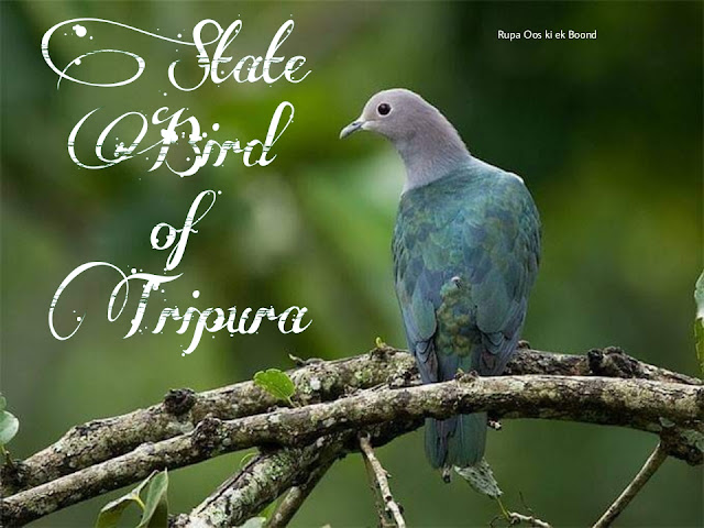 त्रिपुरा का राजकीय/राज्य पक्षी || State Bird Of Tripura ||  हरा शाही कबूतर (Green imperial pigeon)