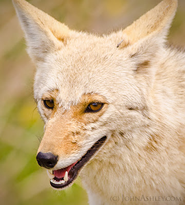 Coyote in Glacier Park (c) John Ashley