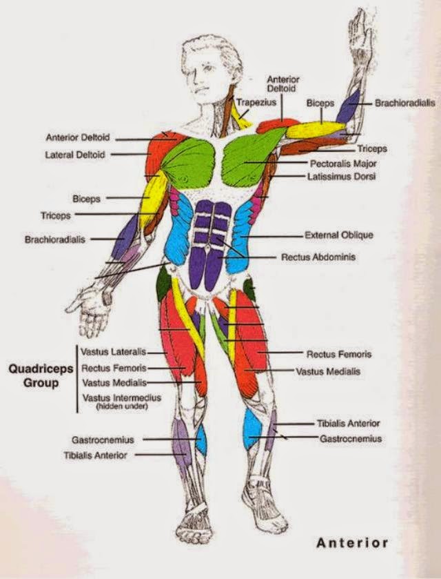 Muscular System Diagram To Label - Japanese Lesbian