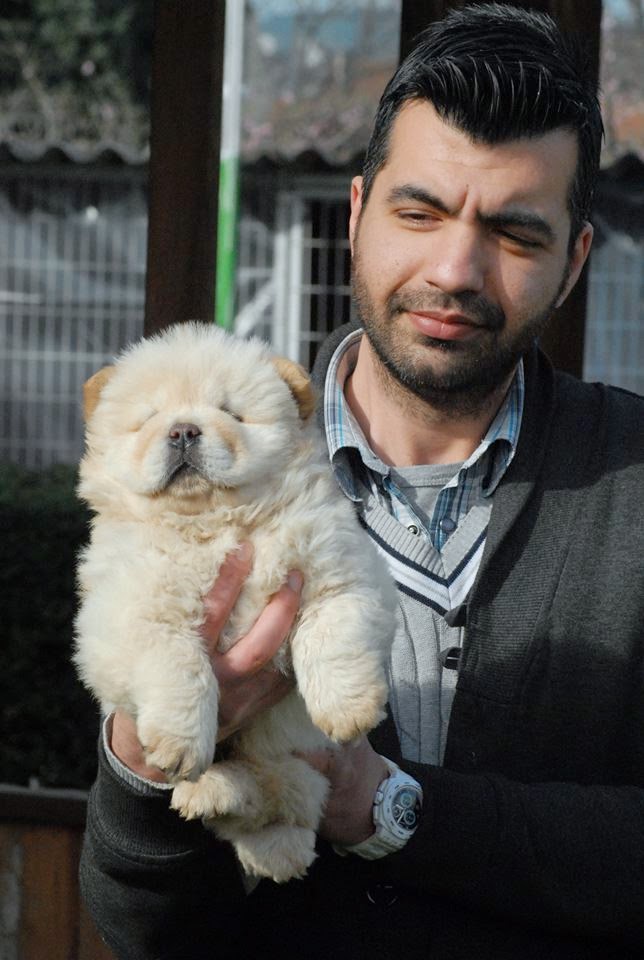 satılık chow chow yavruları, ankara, antalya, bursa, istanbul, izmir, köpek çiftliği, satilik chow chow yavrulari, satılık köpek yavruları, satılık yavru köpekler, satilik çin aslani yavrulari, yavru chow chow