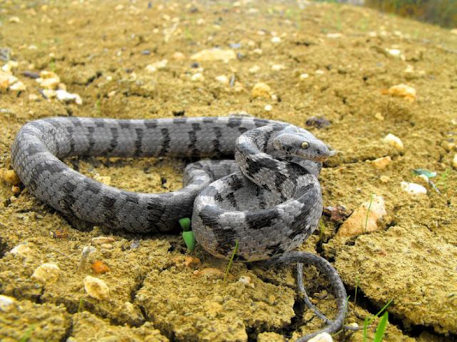 Snake Weaknesses: More Vulnerable Than They Appear