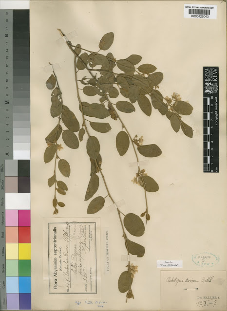 Cladostigma dioicum