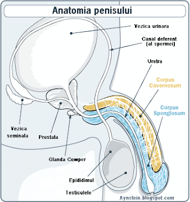 Anatomia penisului