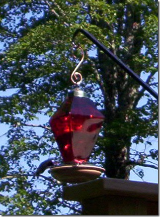 100_1923cropped
