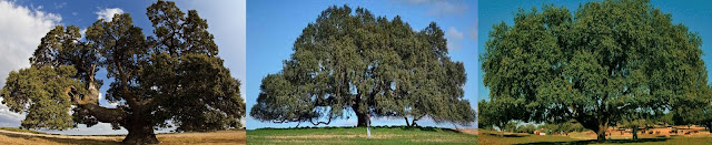 Encina, el árbol nacional de España