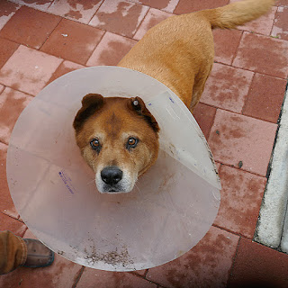 Chowderhead the dog wearing his ruff, or collar