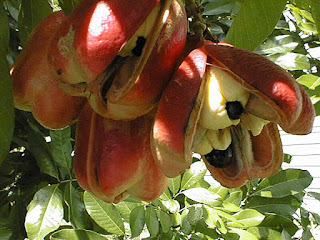 Ackee Fruit Pictures