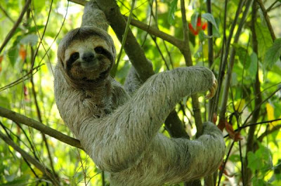 Three-toed Sloth,Sloth