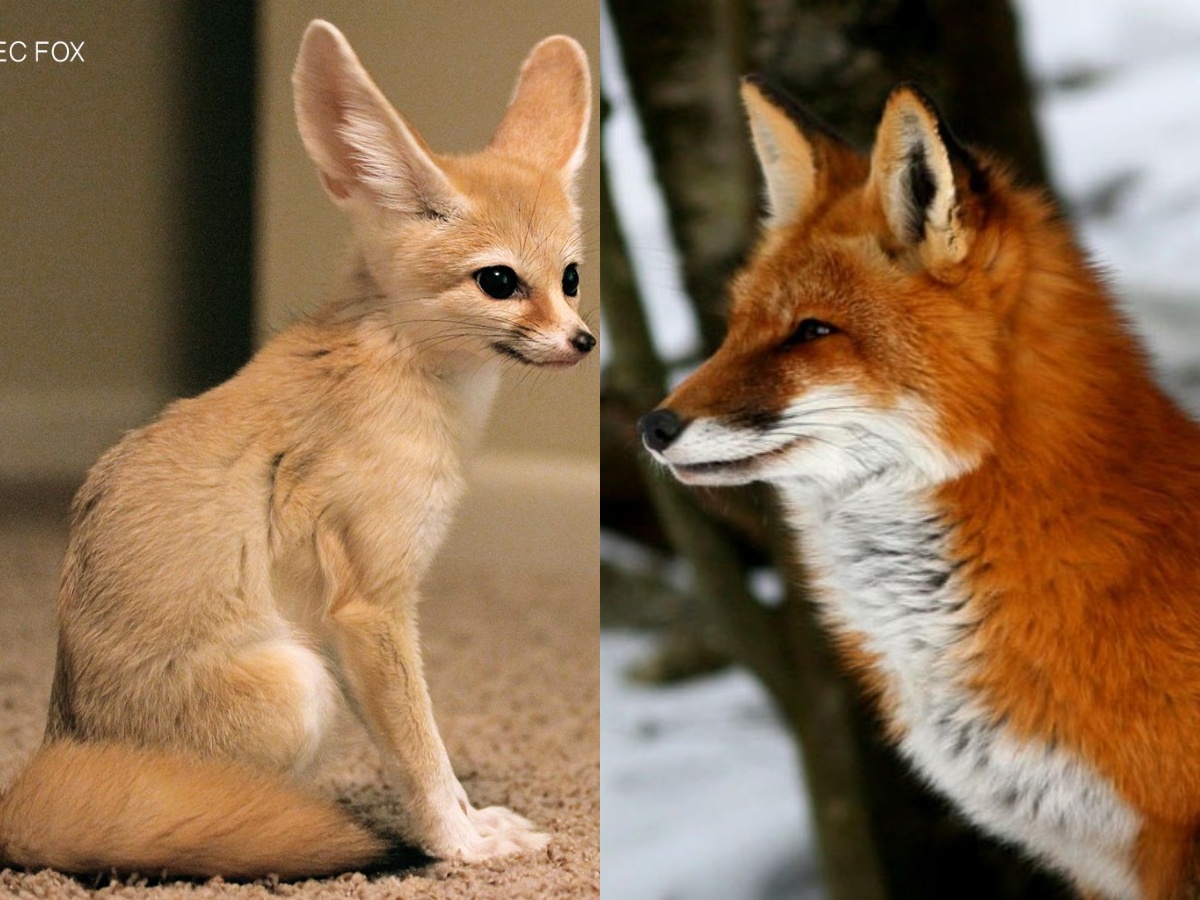A Fennec fox vs a Red fox