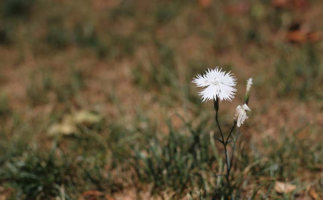 Dianthus Plumarius Flowers Pictures