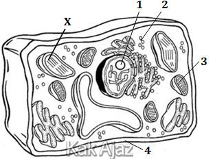 Keterangan tentang organel sel tumbuhan