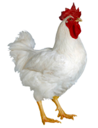 Ayam Pejantan Pengertian Jenis Ayam Pejantan dan Macam 