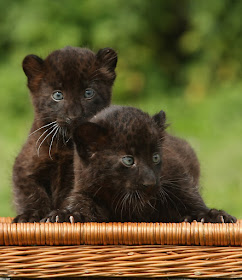 Baby Panthers