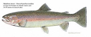 Oncorhynchus mykiss - Rainbow trout 