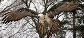 Bearded Vulture 