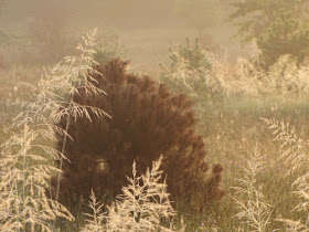 sunlight on field