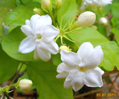 Jasmine is the fragrant flower of the monsoon seasoon.