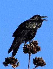 IMG_0268 (Medium)