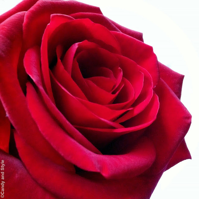 Red Rose