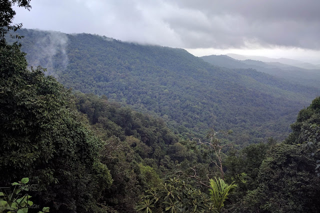 Boundless cover of forest at the Devimane Ghat