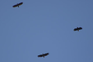 Immature White-tailed Eagles