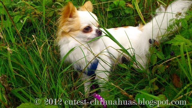 chihuahua-bjornbarssnar