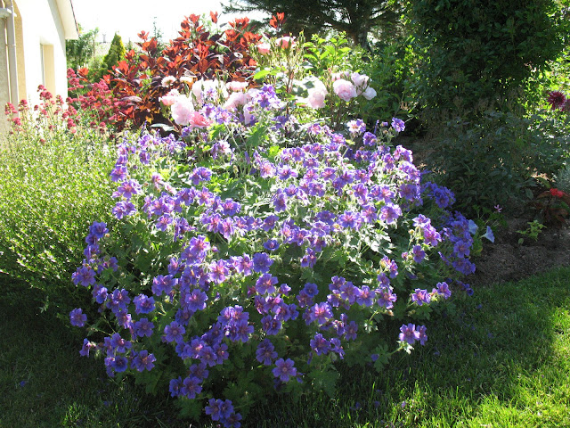 Pendant ce mois de juin si merveilleux au jardin, j'Ã©volue entre les ...