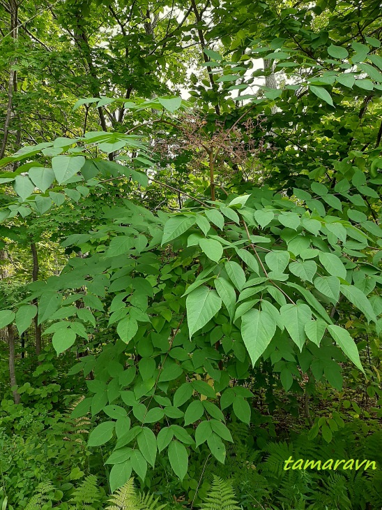 Аралия высокая / Аралия маньчжурская (Aralia elata, =Aralia mandshurica)