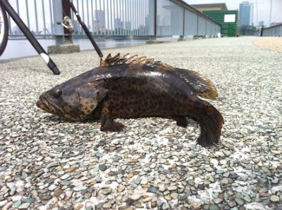 Table Size Grouper also know as Gao Heurr 石班鱼 or Kerapu Caught at Woodland Jetty Fishing Hotspots was created to share with those who are interested in fishing on tips and type of fishes caught around Woodland Jetty Fishing Hotspots.