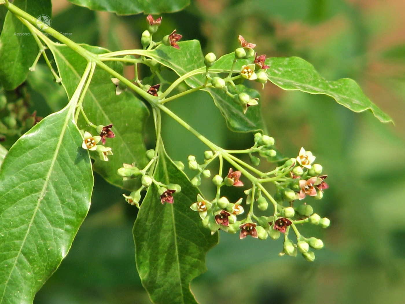  Cendana  Flora Identitas Provinsi Nusa Tenggara Timur 