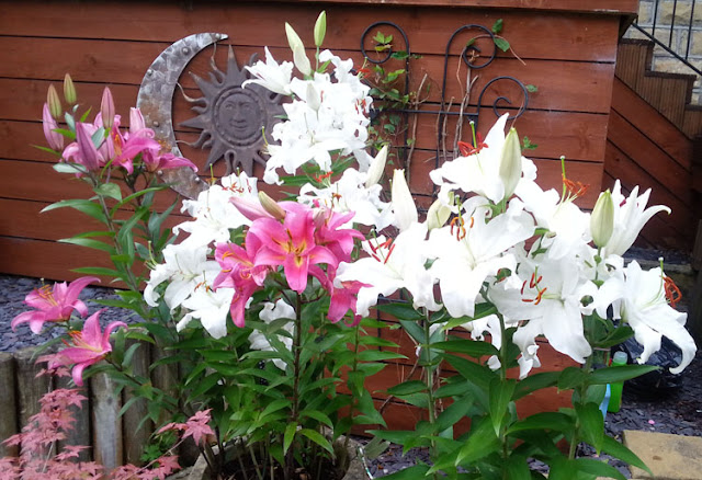 these lilies just keep coming up every year