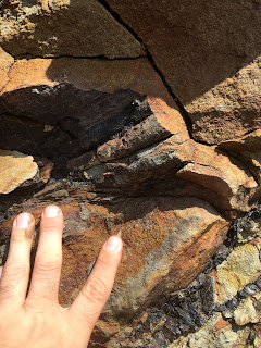 Multiple fossil tree fragments jutting out from the rocky cliff