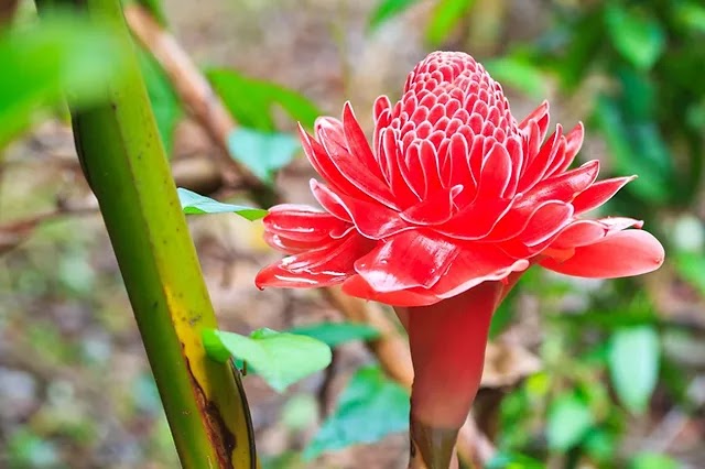 Bastão-do-imperador ou Etlingera elatior Flor-da-redenção, Flor-de-cera,  Gengibre-tocha