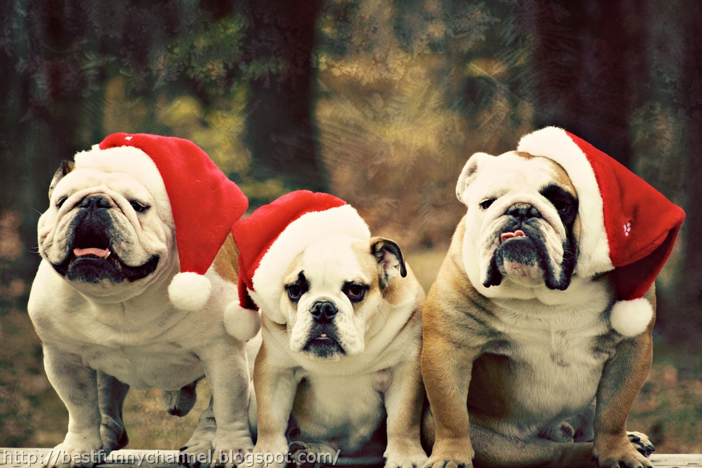 Cute and Funny Pictures of Christmas Dogs.