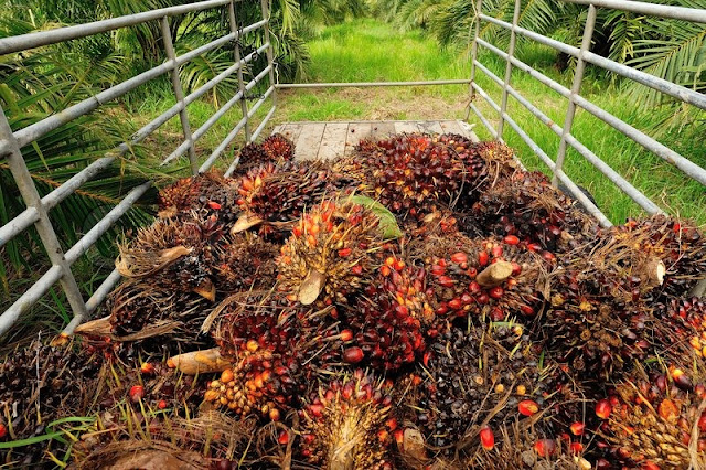 PRODUKSI MINYAK KELAPA SAWIT MENINGKAT 18% PADA TAHUN 2017