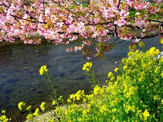 Sakura Flower Wallpaper