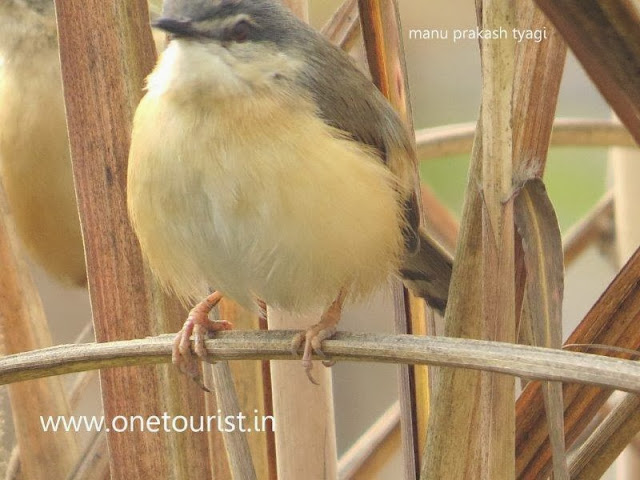 A small bird , छोटी चिडिया 