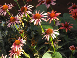 Echinacea