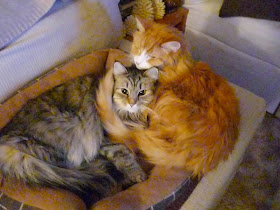 Funny cats - part 93 (40 pics + 10 gifs), two fluffy cats cuddling