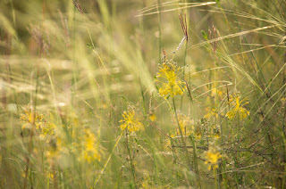 sárga hagyma (Allium flavum)