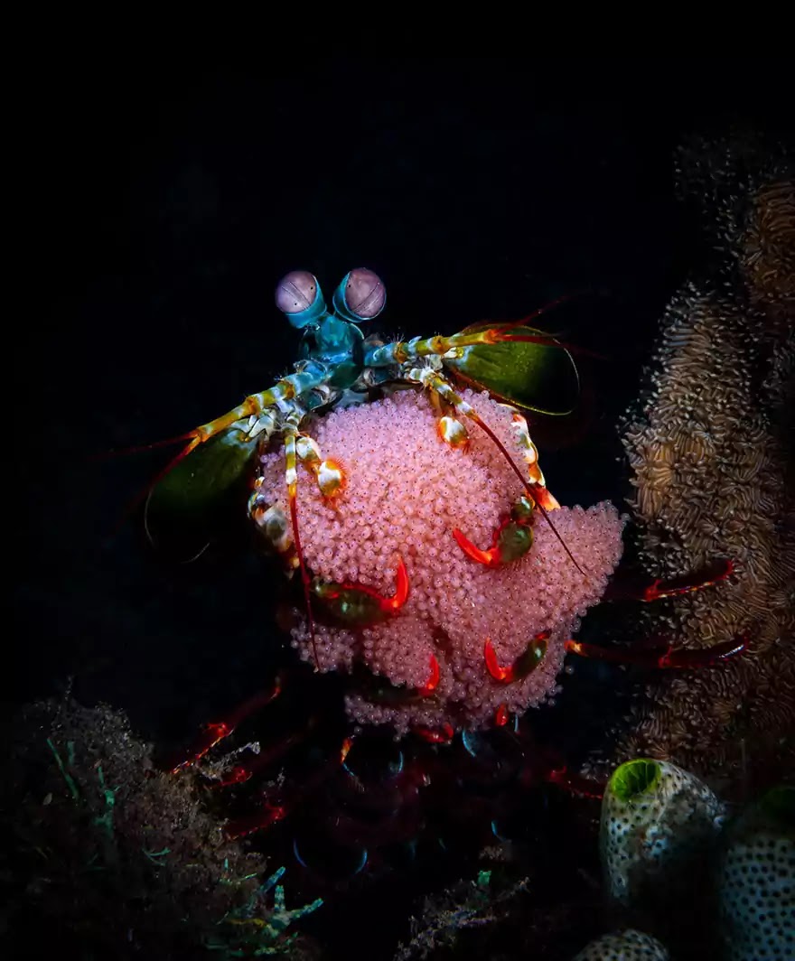 Breathtaking Pictures That Won The Ocean Art 2019 Contest