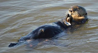 Otter feeding on molluscs.