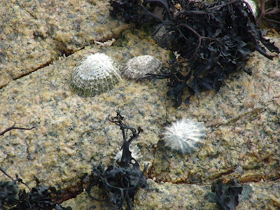 Common limpet (Patella vulgata)