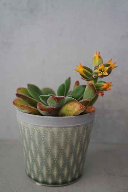 Echeveria Succulents Care: Species and Features