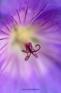 Makrofotografie Naturfotografie Hamm Olaf Kerber